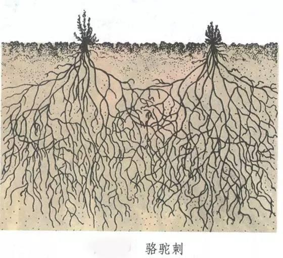 骆驼刺简笔画图片