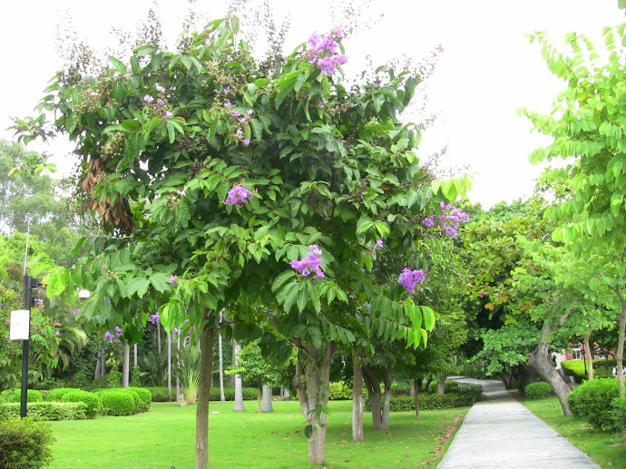 深圳莲花山公园的紫薇花开得正美