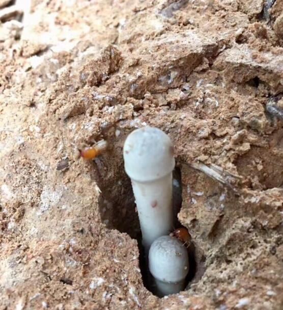 蚂蚁堆鸡枞图片图片