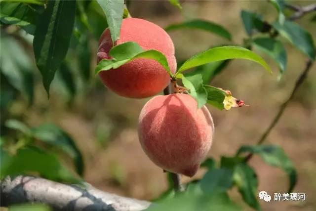 芝芝蜜桃成熟时图片