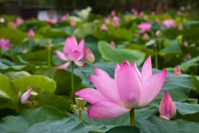 廣州最大荷花池已成花海坐地鐵就到週末約