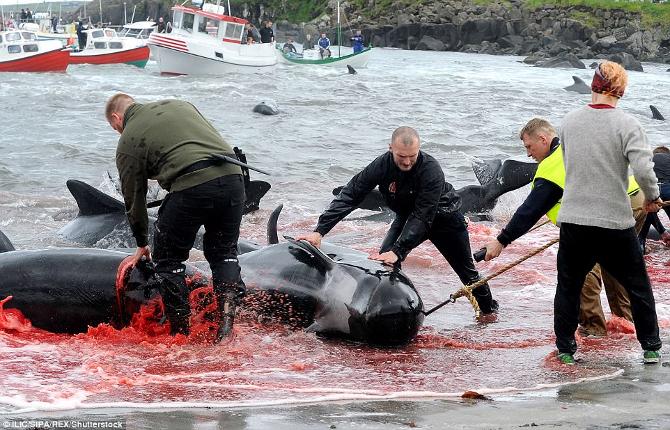 数百人趁鲸鱼迁徙,大量捕杀,鲜血染红了整个海域