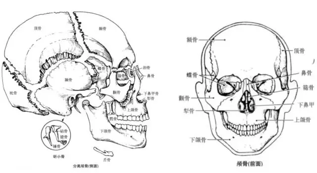 颅骨解剖手绘图图片