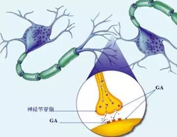 動物實驗結果表明, 唾液酸可以提高腦細胞神經節糖苷水平從而增強學習