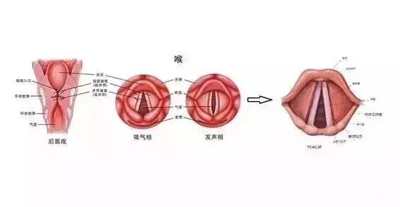 宝宝喉咙发出奇怪的声音你知道这是怎么回事吗