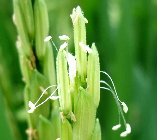 孩子们,你们见过小麦开花的样子吗?