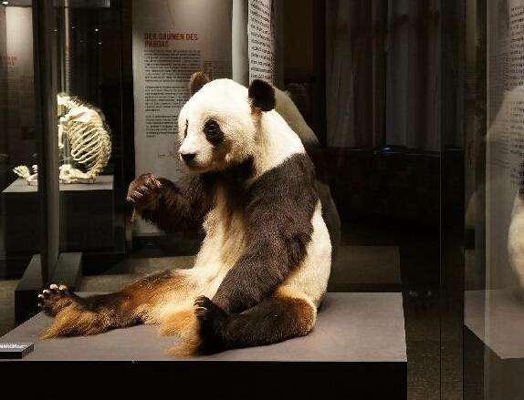 大熊猫即将启程德国!最好先看看德国吓人的熊猫史