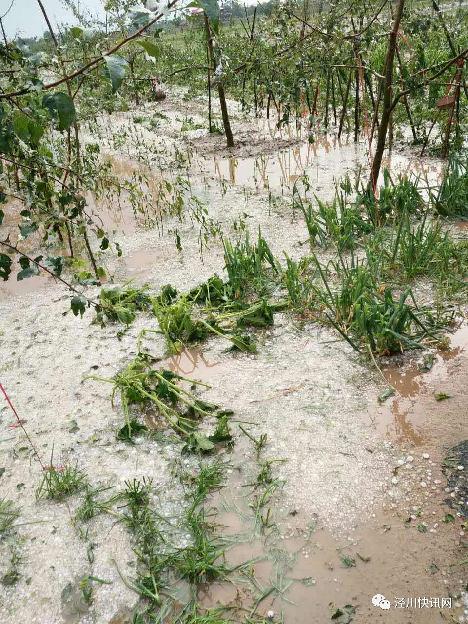 甘肃泾川县丰台乡大面积遭受冰雹灾害