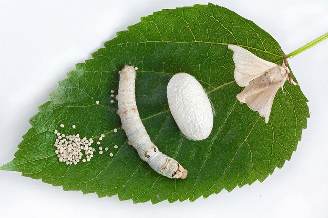 苦杏仁,沙參,貝母等同用,如桑杏湯(《溫病條辨》)重者可配生石膏文化