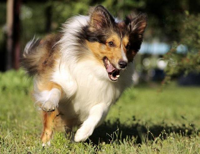 狗狗智商排行大全前十名,你家愛犬上榜了嗎?