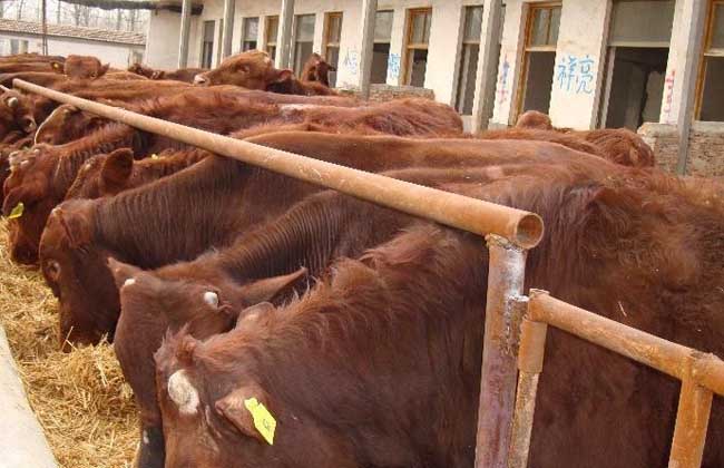 魯西黃牛種公牛的飼養管理