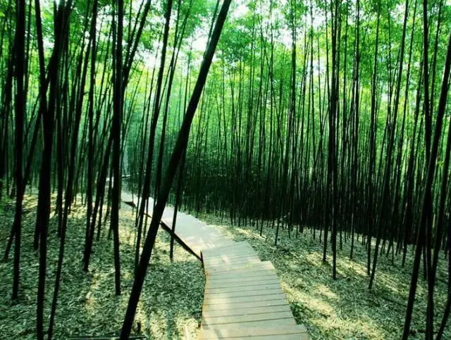 这里是西安郊区最近,也是唯一拥有天然竹林的旅游景点,置身竹海静静地