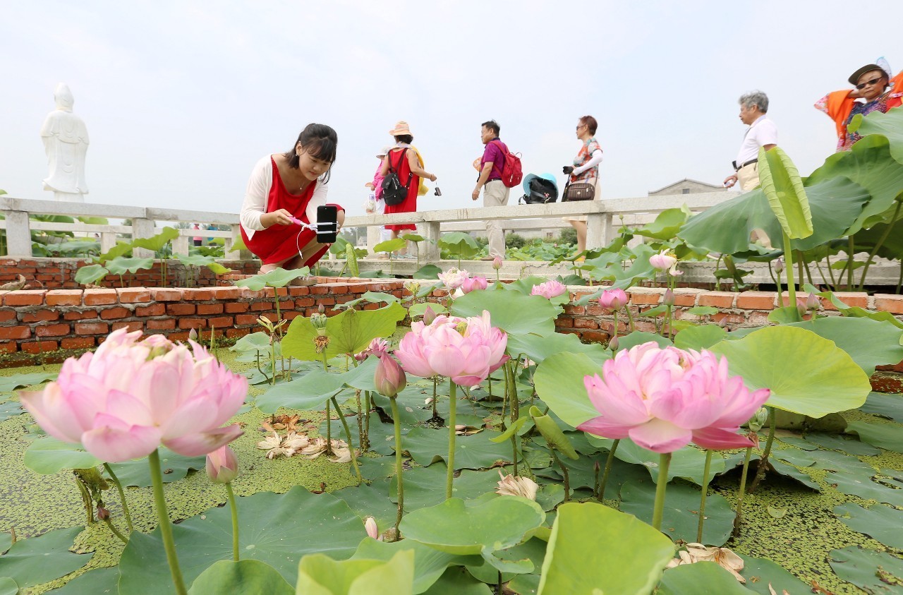 "清凉夏日,荷香满城"襄阳首届荷花节今隆重开幕