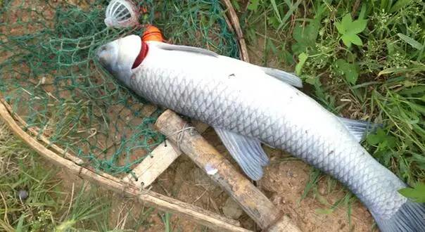 傾心奉上,夏釣青魚的實用技巧