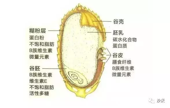 水稻各个部分的分解图图片