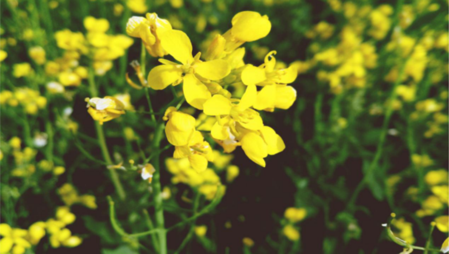 門源油菜花——百里花海