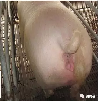 母猪排卵照片图片