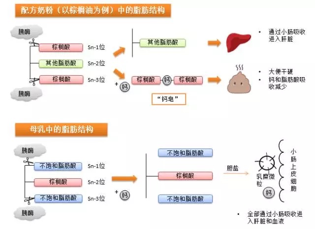 软脂酸合成过程图片