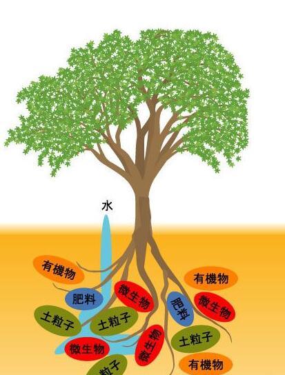 72 能分解固結在土壤或土壤母質中磷,鉀元素的解磷菌與解鉀菌;72