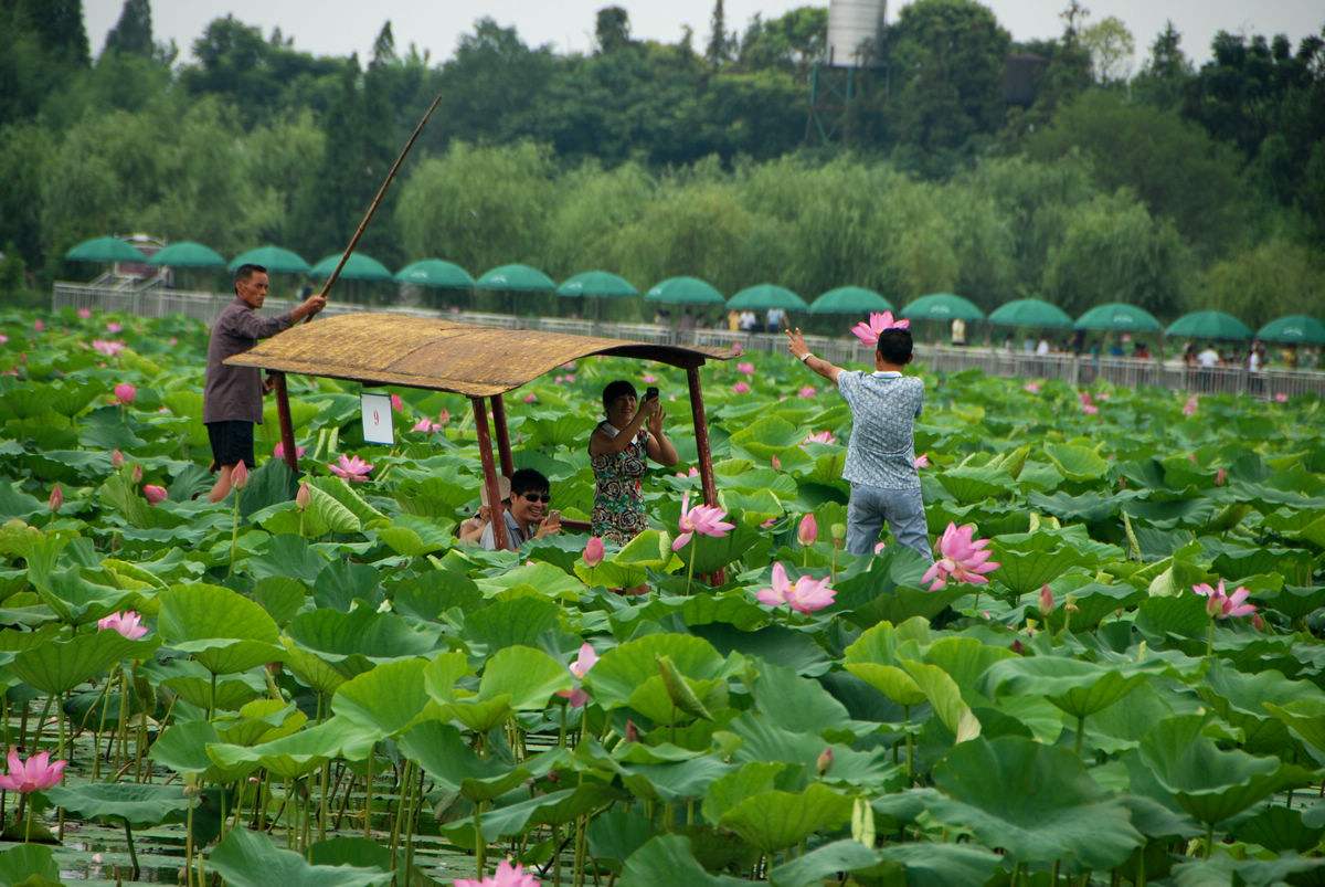 赏荷地点:岳阳君山区(原团湖荷花公园)3.