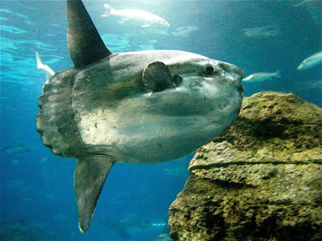 翻车鲀为大型大洋性鱼类,最大体长可达30～55 m,重达1400～3500 kg