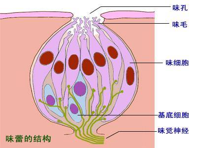 除了味蕾以外,舌和口腔还有大量的触觉和温度感觉细胞,在中枢神经内