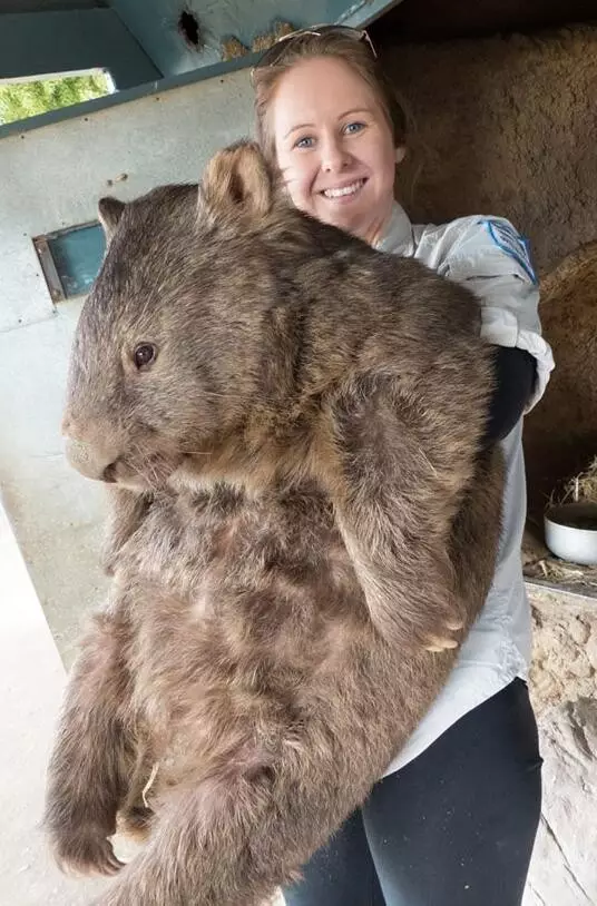 西伯利亚巨型仓鼠图片