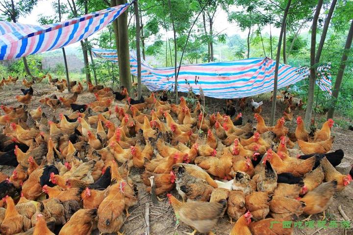 游机鸡是什么东西吸引一群厨王跑到南宁农村吃
