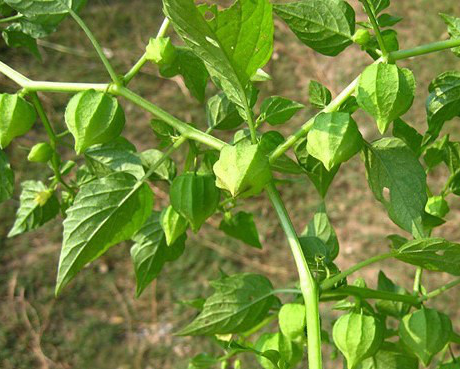 野菜灯笼花图片