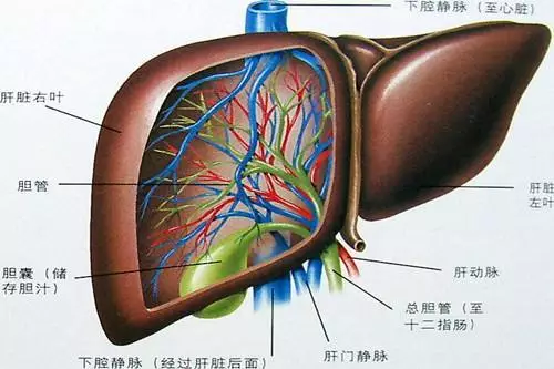 欺騙天津人多年的人體排毒時間,背後的真相竟然是