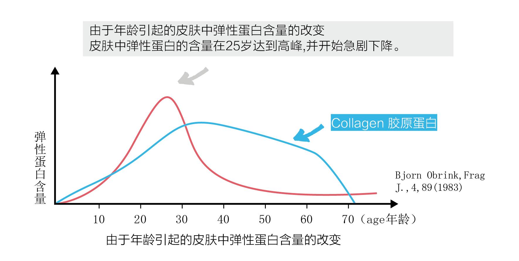 1.胶原蛋白弹性蛋白流失