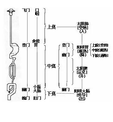 人不仅有七窍还有这与健康相关的七道门