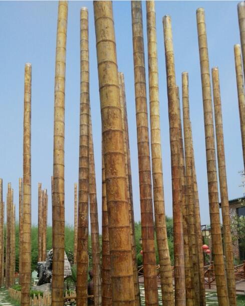 世界上最大的竹子图片