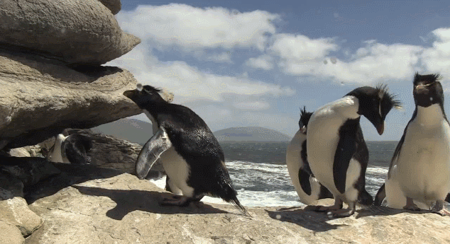 企鹅绝对是南半球最蠢萌的生物,没有之一!