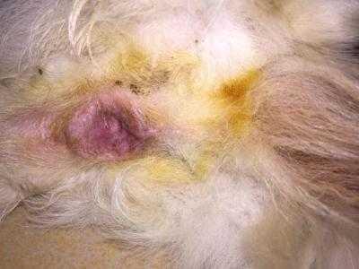狗尿道发炎肿胀图片图片