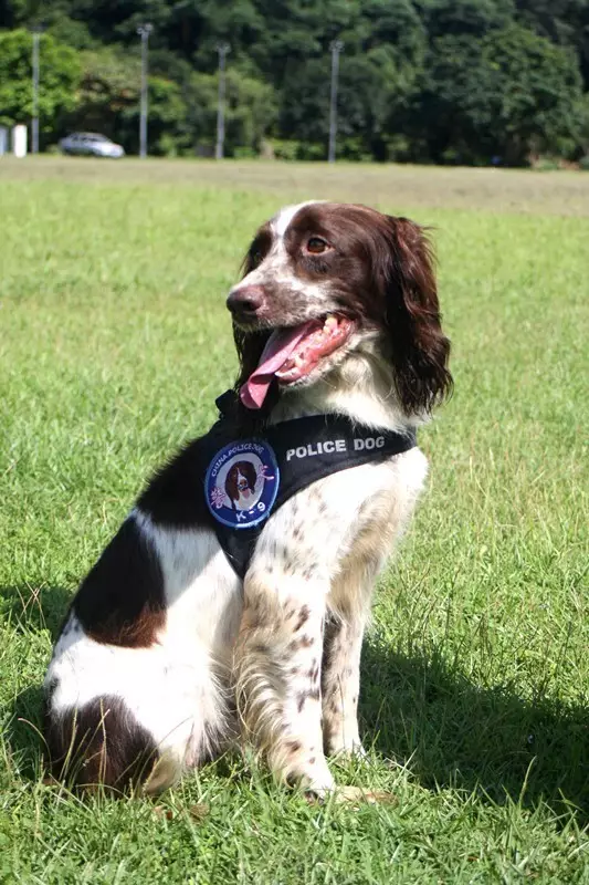 史宾格犬 姗姗拉布拉多犬 库奇罗威那犬 石头牧羊犬 大帅来源 中山市