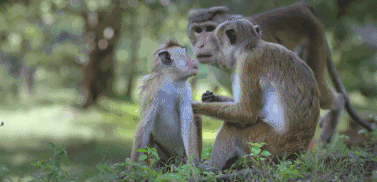 同样是迪士尼出品,纪录了新生的小猴子基普和它的母亲玛雅,如何在竞争