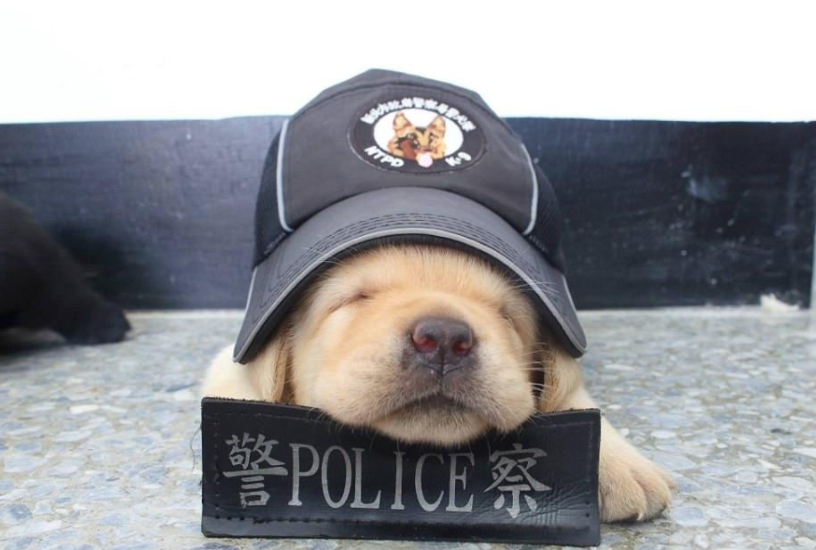 最可爱小警犬亮相台湾,快要被它们萌化了
