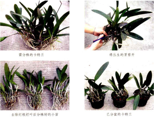 阳台花卉繁殖之分株繁殖