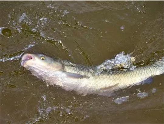 夏天如何在肥水釣魚更有效,上魚率高?