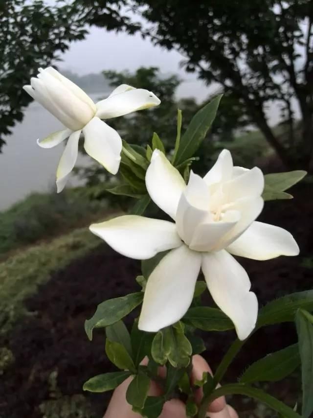 夏天深处的30种常见植物