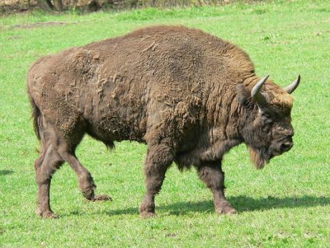 家牛的祖先:原牛曾遍布欧亚大陆,但由于人类捕杀,破坏环境等因素到
