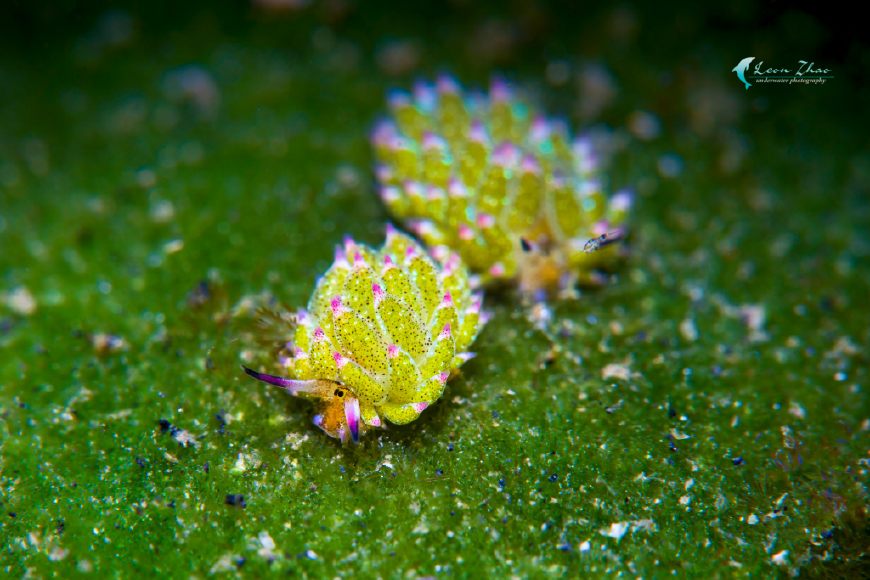 潜水摄影 那些绝美又危险的海洋生物