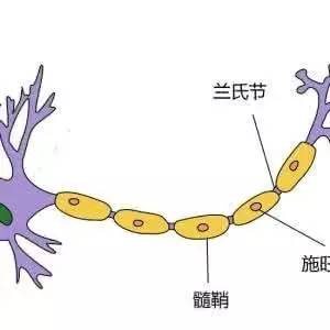 髓鞘解剖图图片