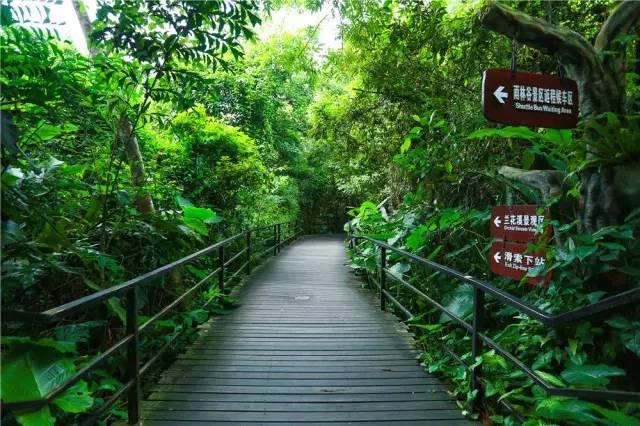 雨林圖集——海南神秘之旅系列呀諾達雨林谷