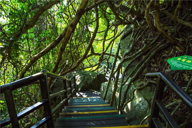 雨林图集——海南神秘之旅系列呀诺达雨林谷
