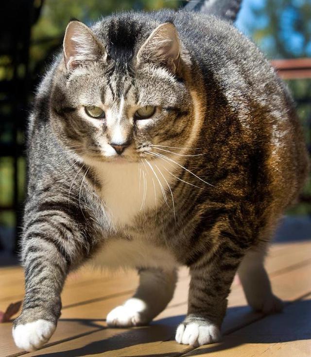 史诗级胖猫体重竟达46斤,简直胖到无药可救!