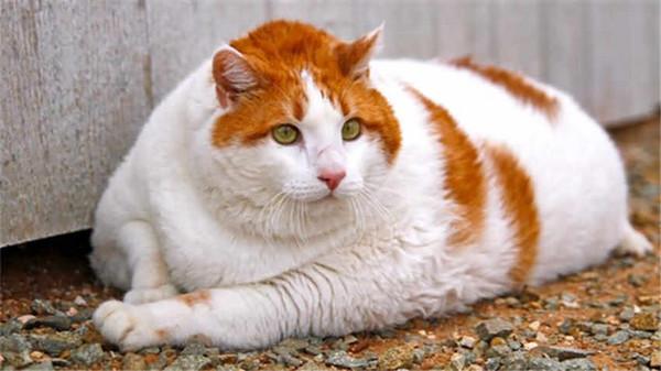 中国第一胖猫图片