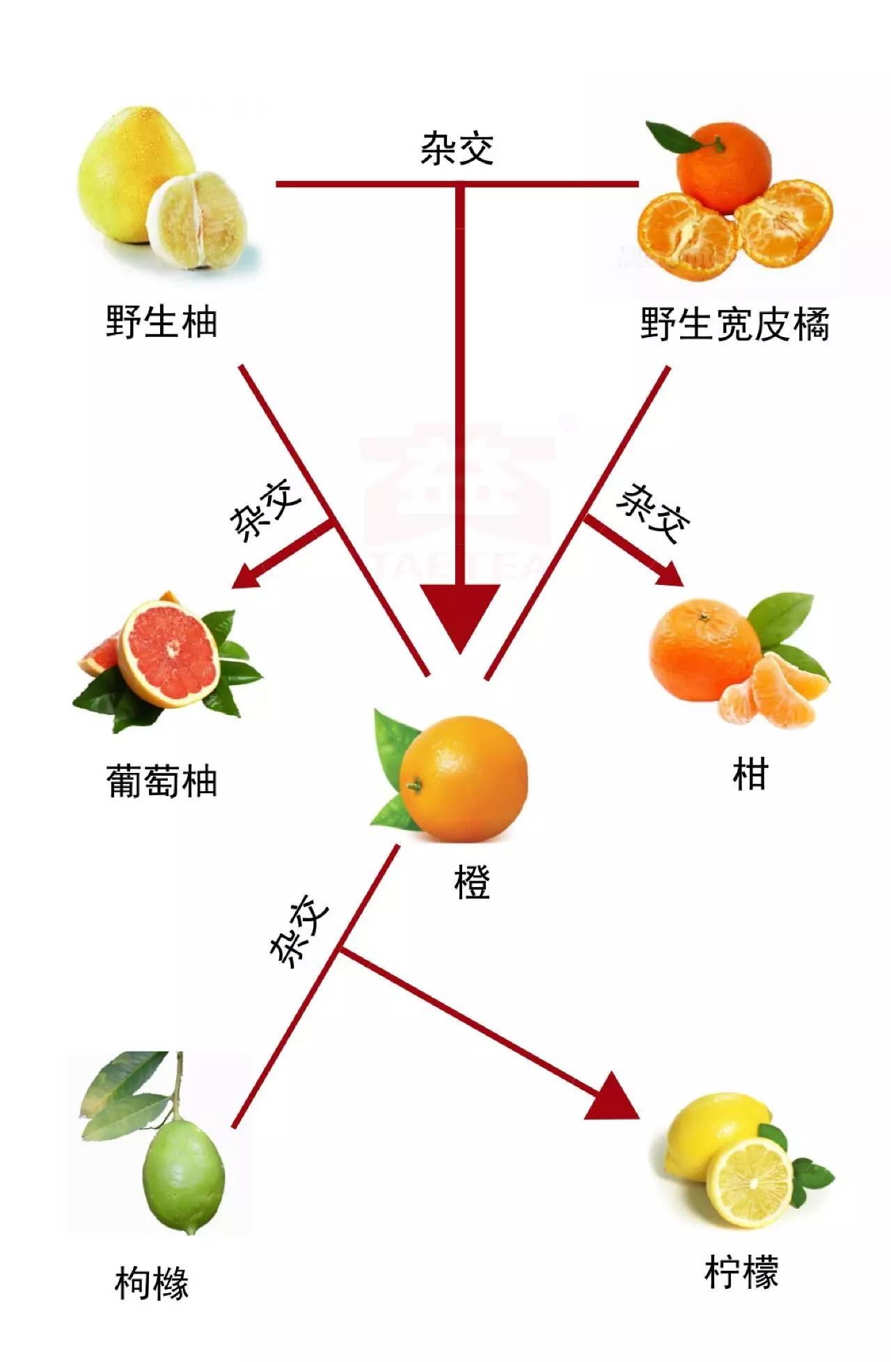 再来看一张图:柑橘和枳同科不同属,关系算老表,跟其它则算是堂兄弟