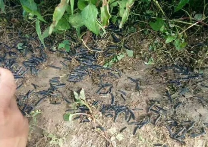 云南大山村庄遭遇虫灾网友戏称油炸当下酒菜